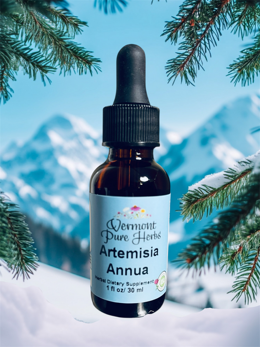 Artemisia Annua (Sweet Wormwood)